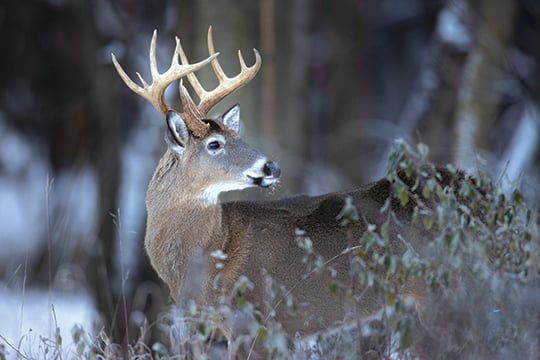 Ralph Loos: Harvest by Illinois bowhunters again ranks high in national report – Outdoor News