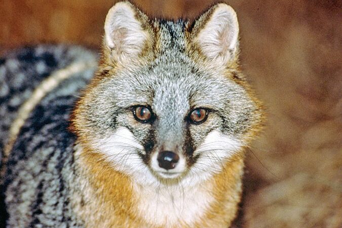 Ralph Loos: No gray foxes detected by Southern Illinois University project in 2024, furthering mystery – Outdoor News