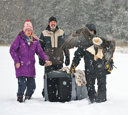 Raptor ‘repair shop’ releases eagle in Spooner, Wis. – Outdoor News