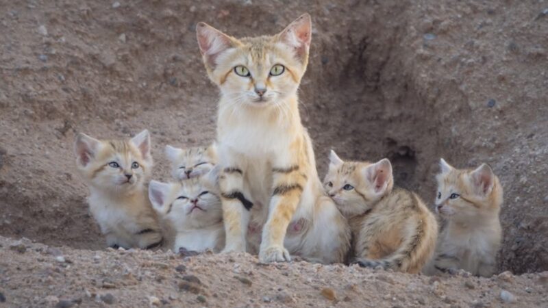 Rare Sand Cat Family Photographed in Kuwait