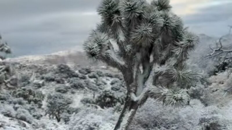 Rare Snow Day in Joshua Tree National Park