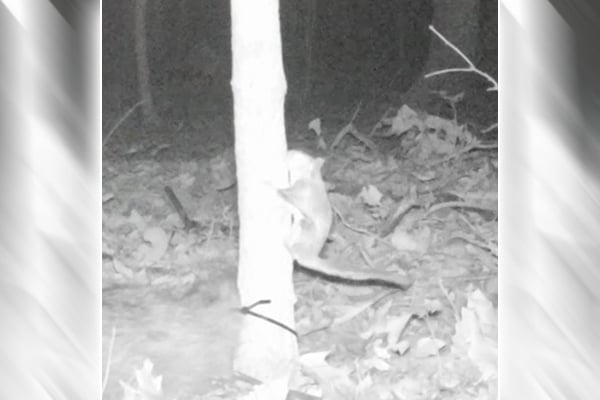 Rarely documented flying squirrel caught on camera in Illinois – Outdoor News