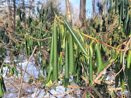 Rhododendron is Mother Nature’s winter thermometer – Outdoor News