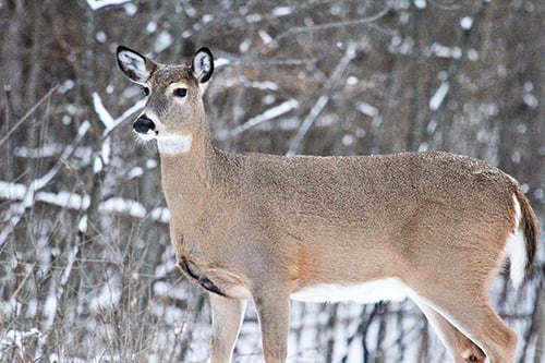 Ryan Rothstein: Hunters and the DNR both have work to do in managing Minnesota’s deer herd – Outdoor News