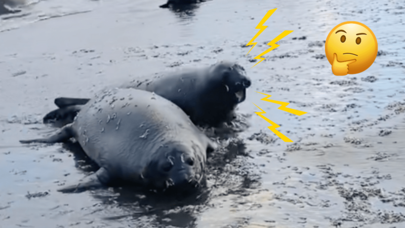 Sound on: Unexpected Seal Sounds Include ‘UFO’ and ‘Yelling Lady’