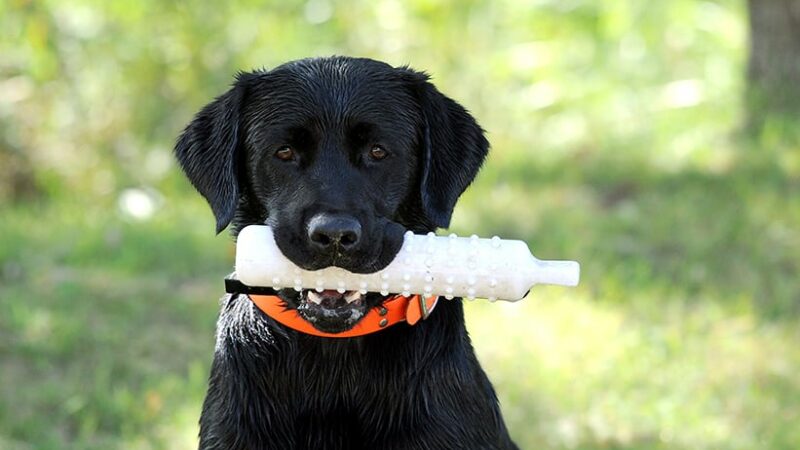 Sportsmen’s Alliance Foundation argues lawfulness of CDC’s puppy ban – Outdoor News