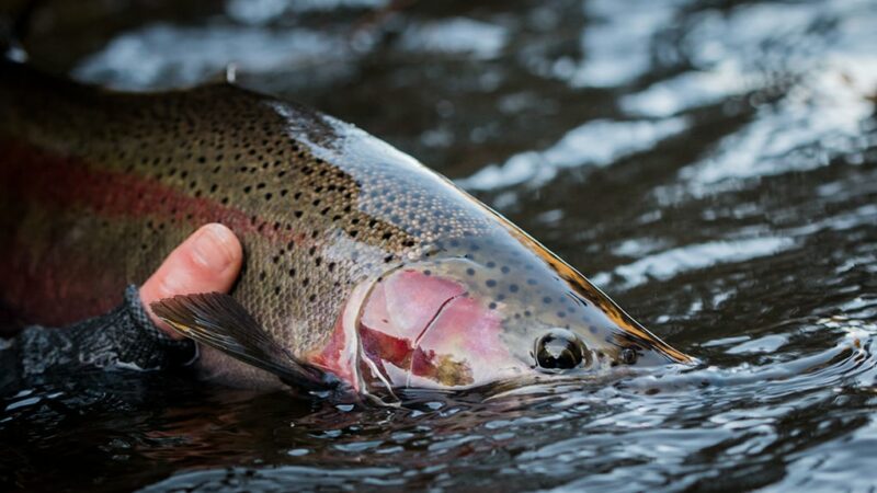 Steelhead fishing going fairly strong right now on Ohio’s Lake Erie tributaries – Outdoor News