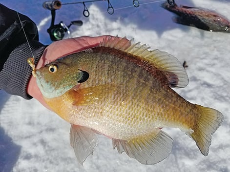 Steve Carney: For big bluegills, leave the live bait at home – Outdoor News