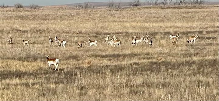 Steve Pollick: Big band of pronghorns are a rare treat on a recent road trip out West – Outdoor News