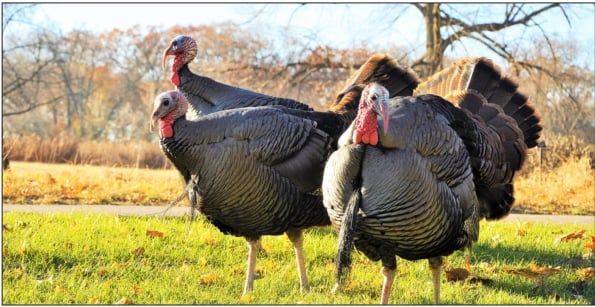 Steve Sarley: NWTF says suburban turkeys near Chicago likely fell victim to coyotes – or age – Outdoor News