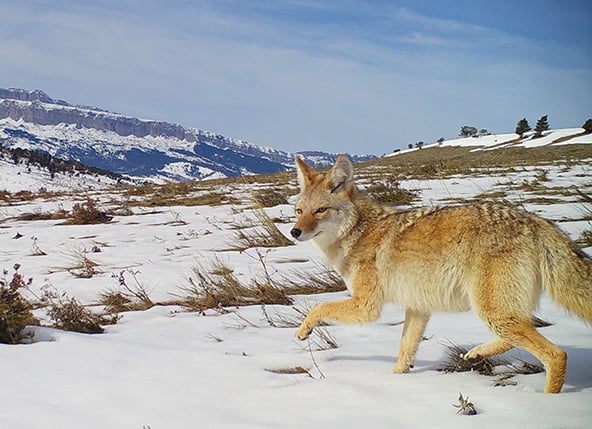 Study finds coyote numbers often higher in areas where hunted – Outdoor News