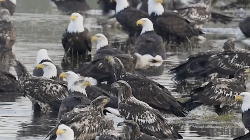 ‘Super Rare,’ Incredible Sight: Huge Pond Packed With Bald Eagles