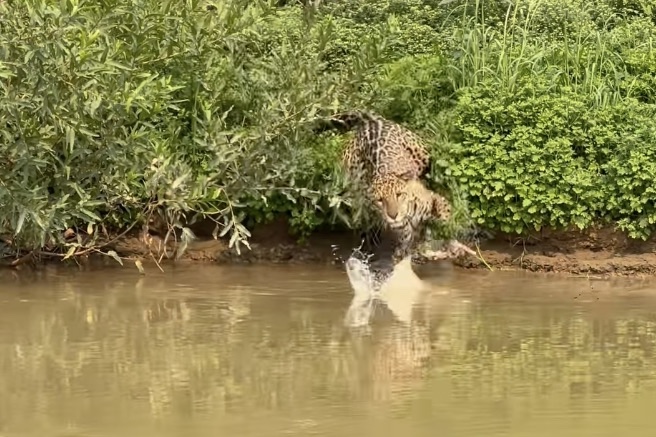 Surprise Attack: Jaguar Eats Caiman That’s Eating a Fish