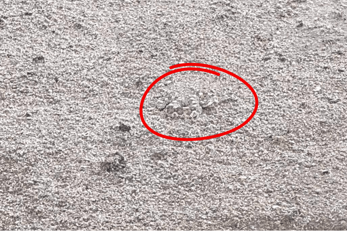 find the snake on the ground answer