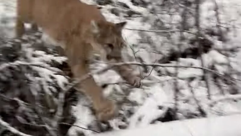 ‘That Was a Close One!’: Watch Mountain Lion Fly by at Top Speed