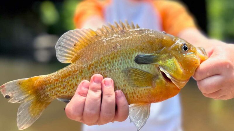 The Best Baits for Bluegill and Other Panfish