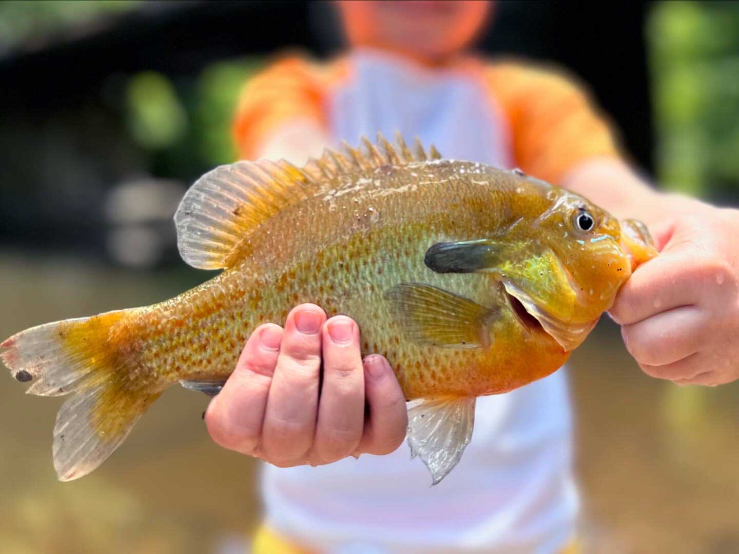 best bait for bluegills