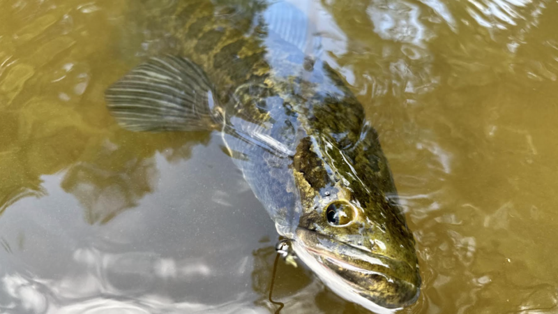 The Best Snakehead Lures