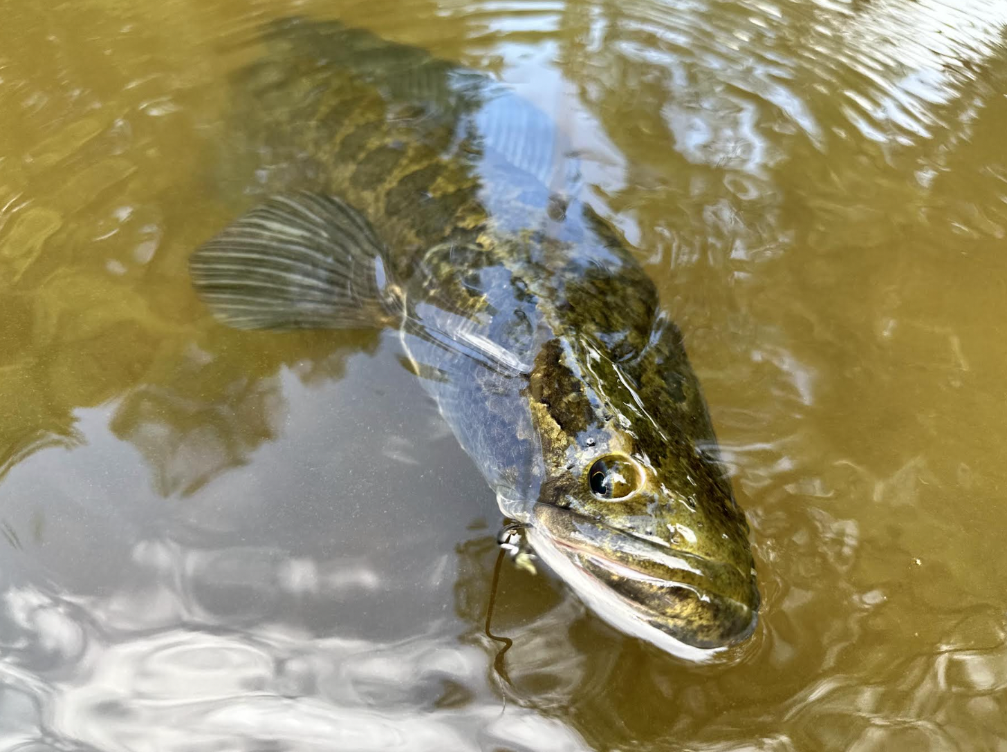 snakehead fishing