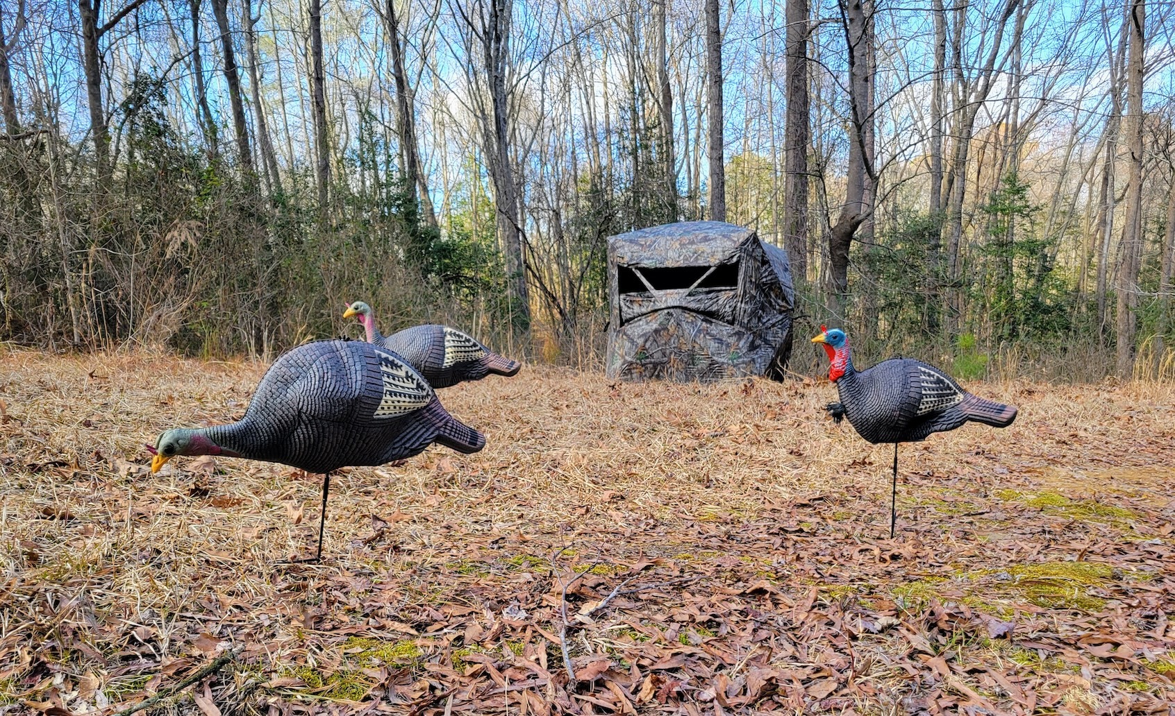 Testing the best ground blinds in the field.