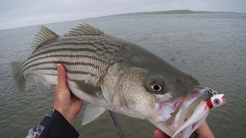 The Bucktail Jig Still Catches Everything. Here’s What All Anglers Need to Know About This Old-School Lure