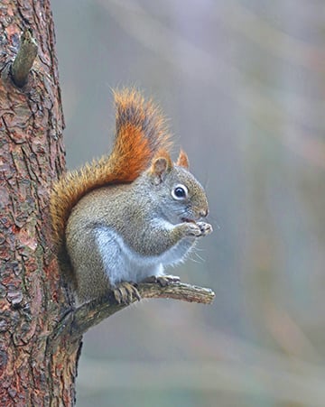 The chatty red squirrel: Known for scolding deer hunters – Outdoor News