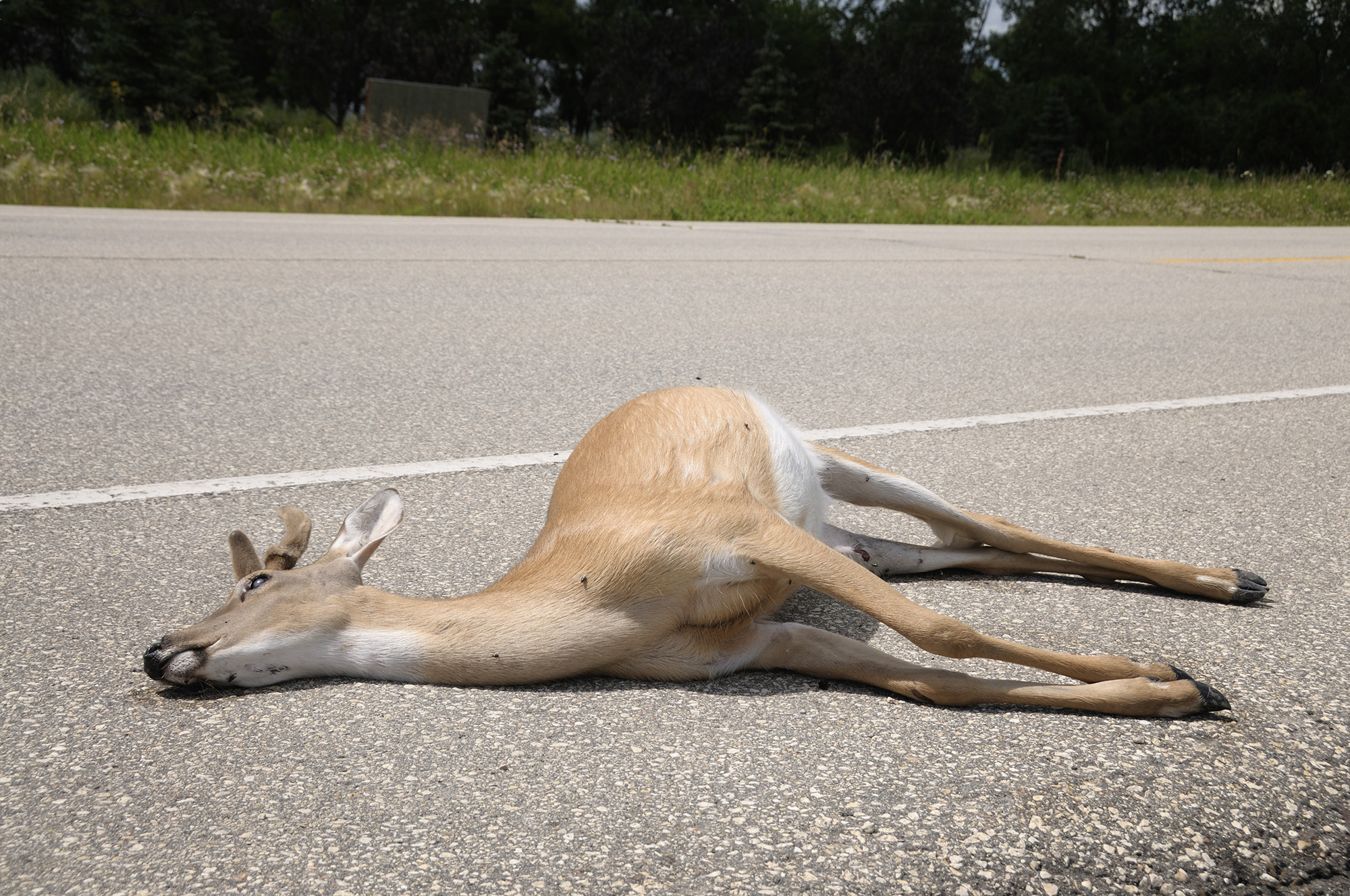 Roadkill - deer lies dead on a rural highway after being struck by a car.