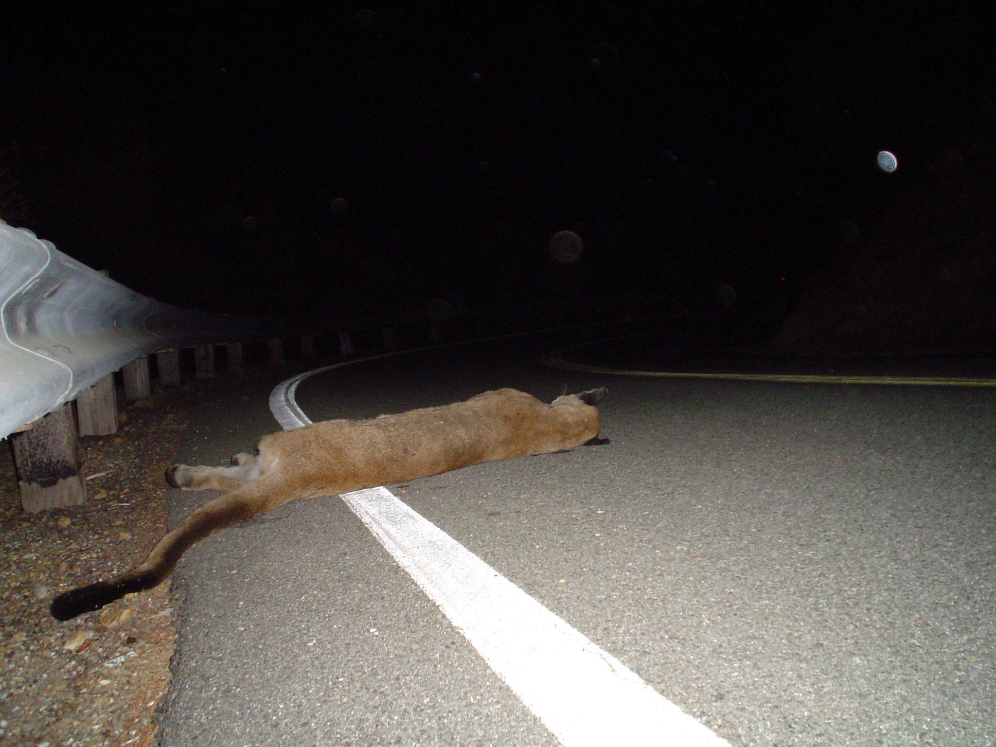 A dead mountain lion on the side of the road in california