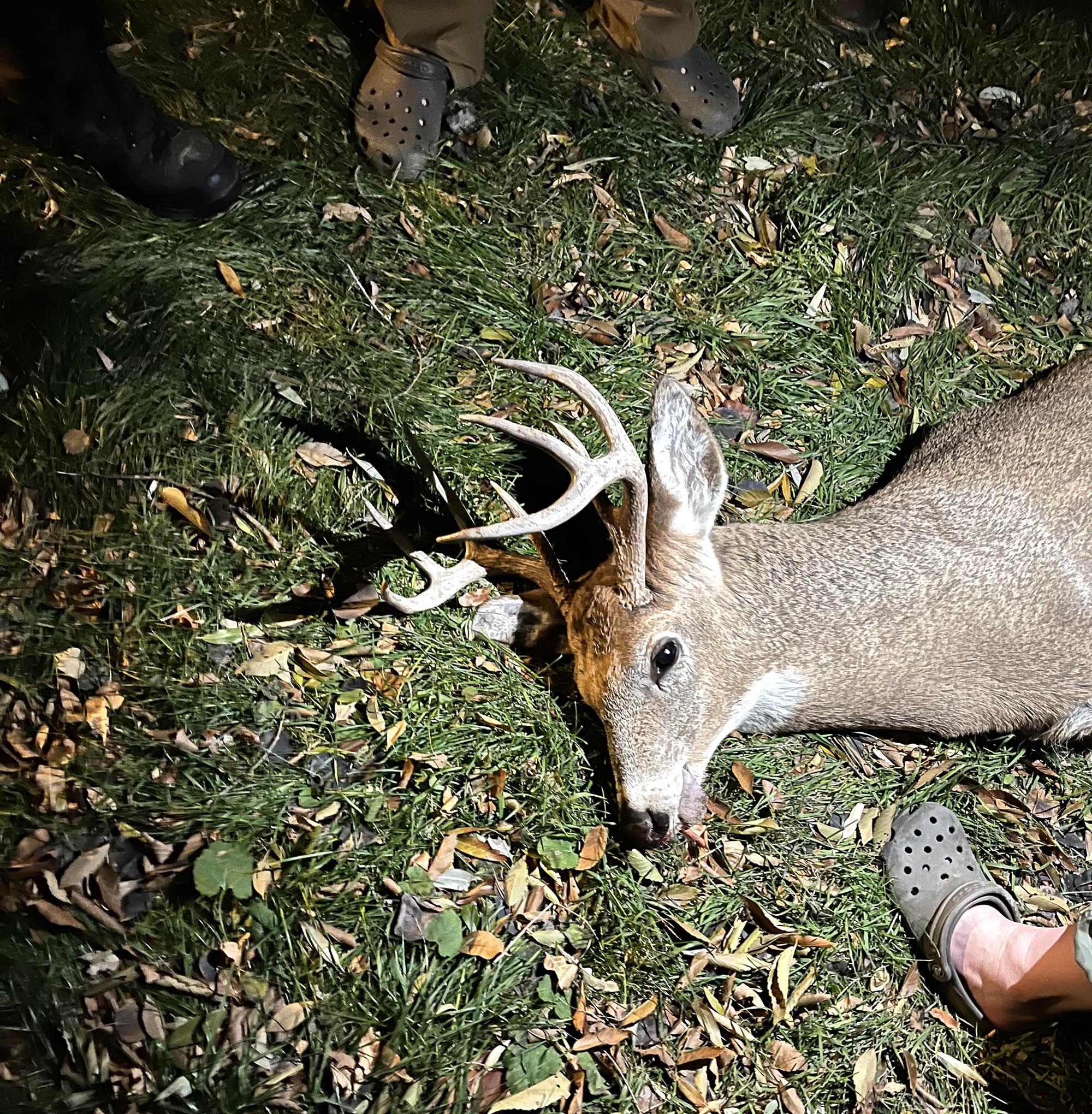 A dead deer struck by a car.