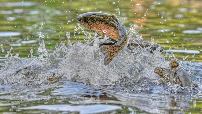 Three Central Iowa community lakes stocked with rainbow trout on Jan. 16 – Outdoor News