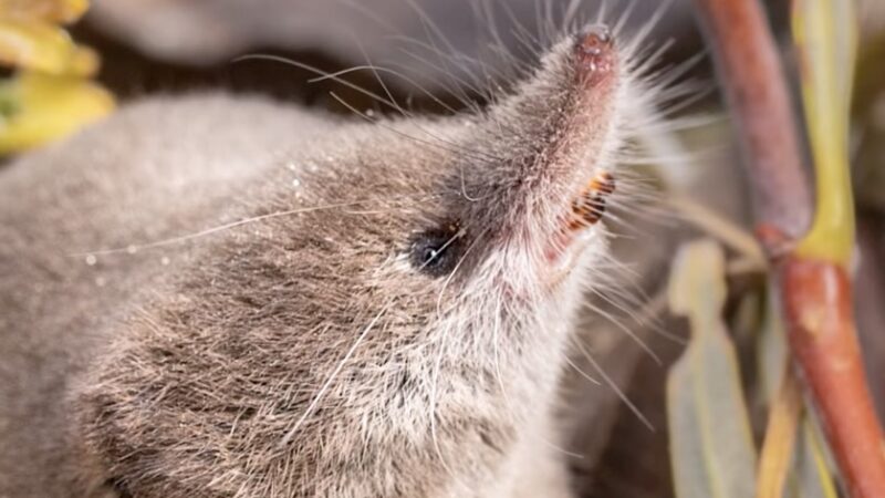 Tiny California Mammal Photographed for the First Time Ever (!)