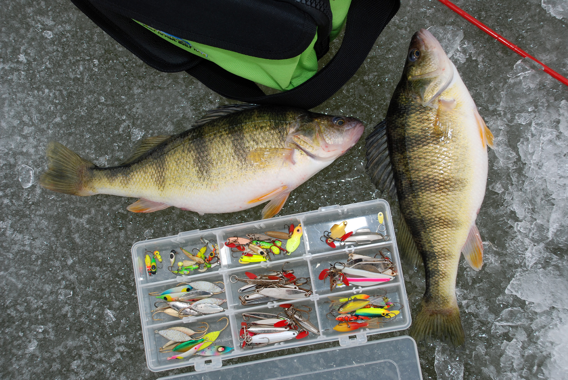 A tackle box next to two yellow perch.