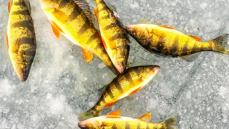 Tips for Catching Jumbo Yellow Perch Through the Ice