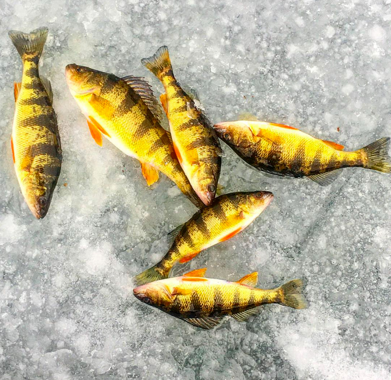 Six yellow perch caught through the ice.