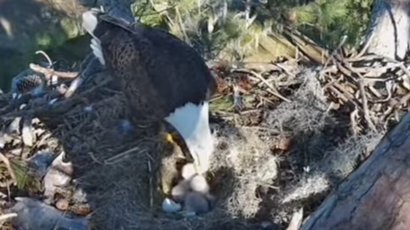 Trail Cam Catches Baby Eagles Hatching in South Carolina Nest