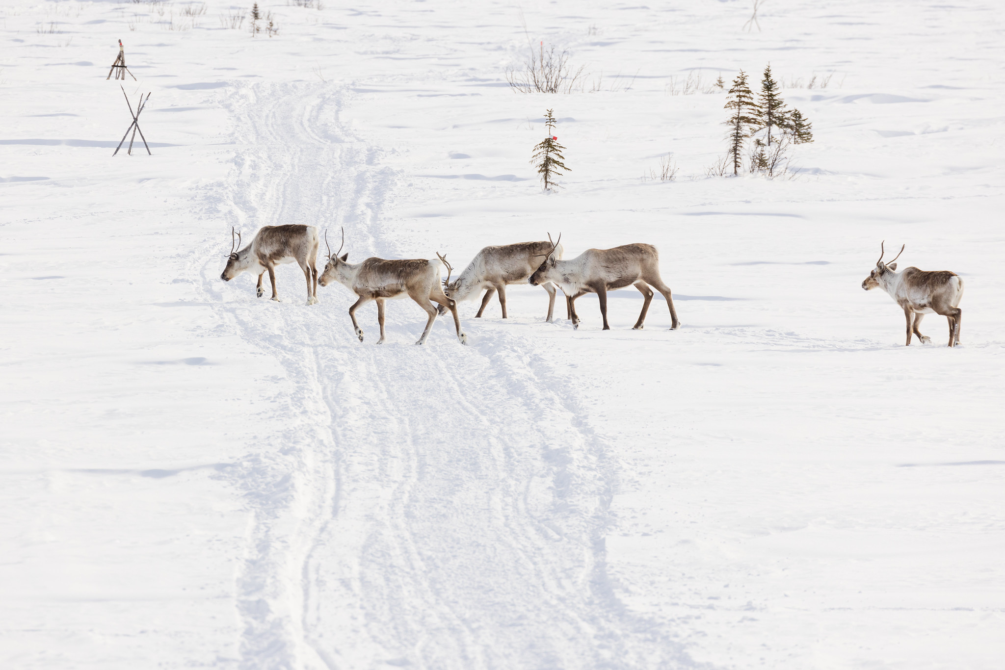 caribou crossing a snowy trail.