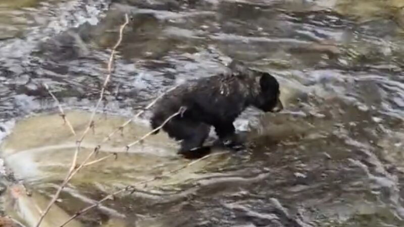 Unbearably Cute Bear Cub Crosses a Creek, But It’s Not Easy (Video)