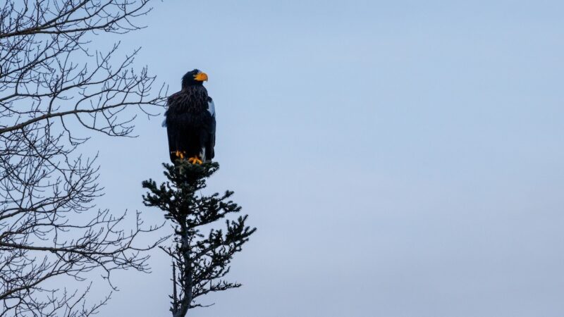 Very Rare Eagle With Huge Wingspan Shows up Far From Home