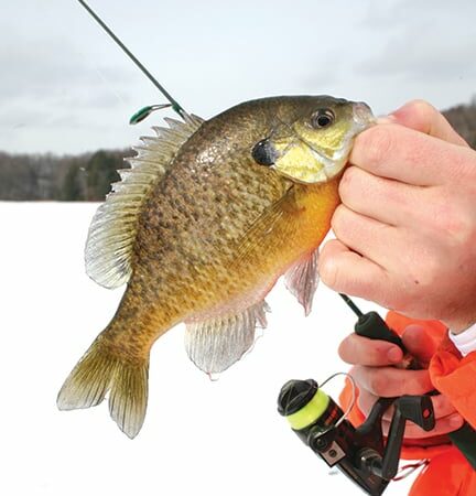 Vic Attardo: A few tips on taking full advantage of a good bite for bluegills – Outdoor News