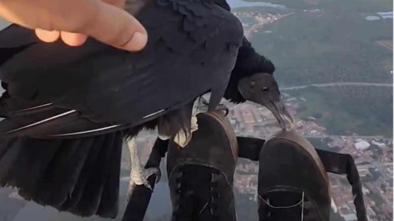 Viral Video: Vulture Joins Paraglider Mid-Air