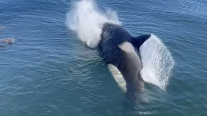 Wait for It—Workers on Drill Rig Did Not See This Orca Coming