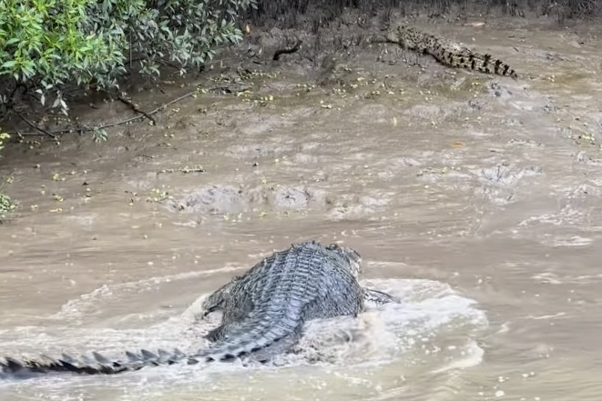 WATCH: Big Croc Chases a Little Croc in Australia