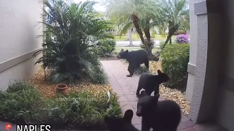 WATCH: Entire Bear Family Shows up on Florida Porch