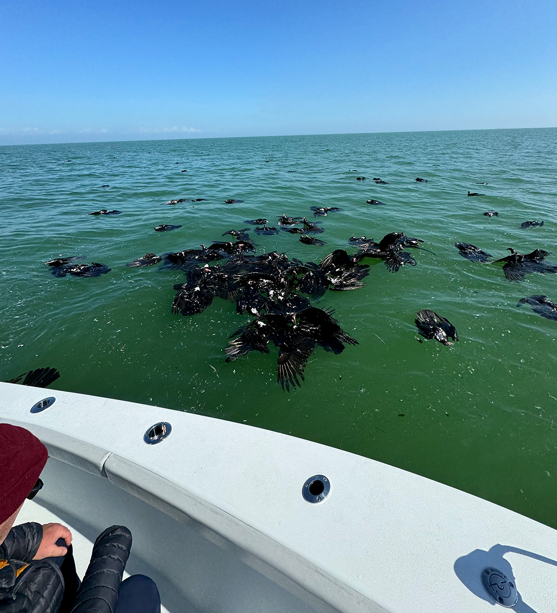 A pile of dead vultures found in the Gulf.