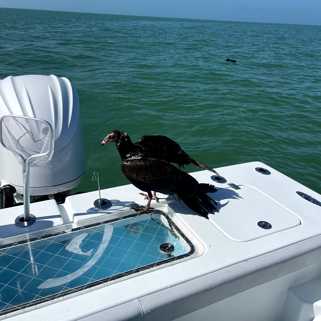 A wet buzzard stands on a fishing boat.