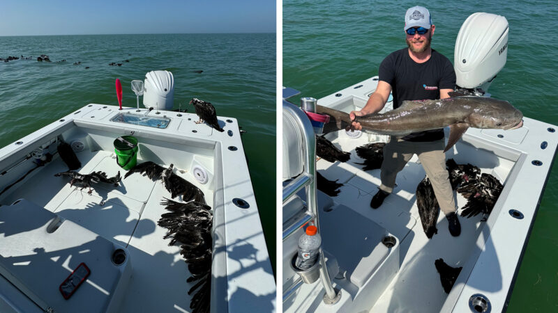 Watch: Fishing Guide Who Rescued Drowning Vultures in the Gulf Says They Must Have Fallen from the Sky