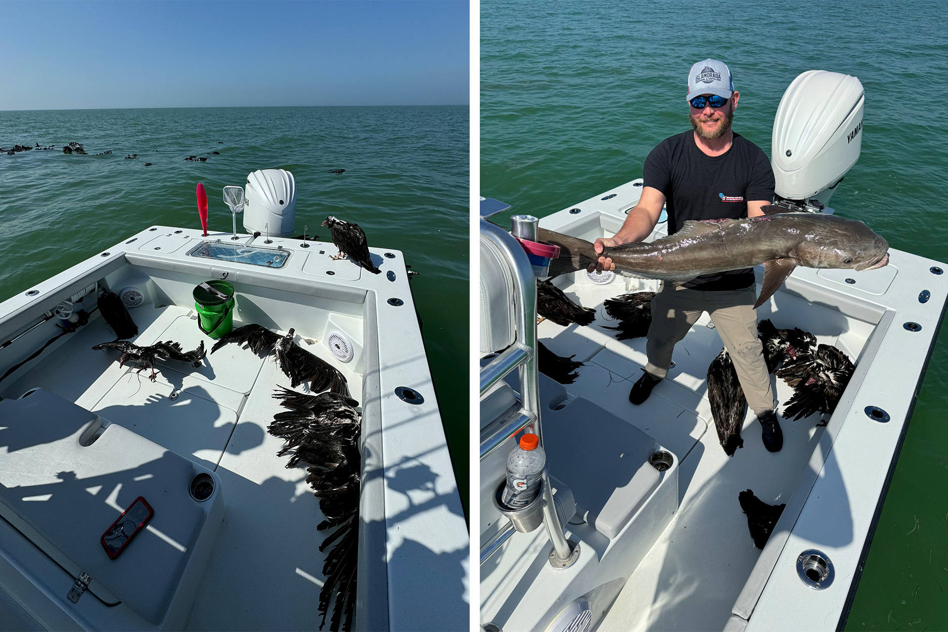 Vultures spread their wings and sun inside a fishing boat; an angler holds up a cobia.