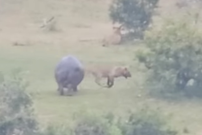 WATCH: Hippo Attacks Lion, Shocking Onlookers