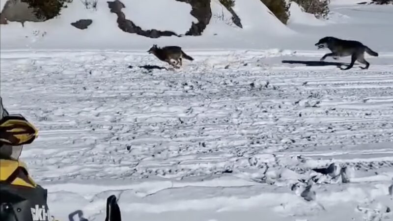 WATCH: Ice Fisherman Captures Wolf vs. Coyote