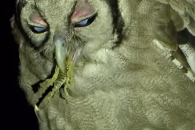 Watch If You Dare: Eagle Owl Swallows ‘Unique’ Prey Whole